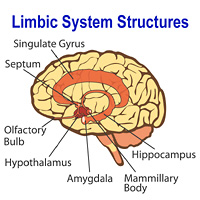 The Limbic System Strucure