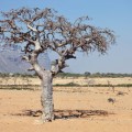 Myrrh essential oil is derived from Commiphora myrrha