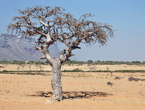 Myrrh essential oil is derived from Commiphora myrrha