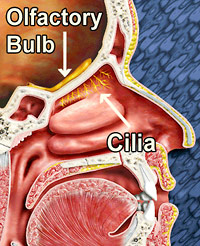 Location of the olfactory bulb
