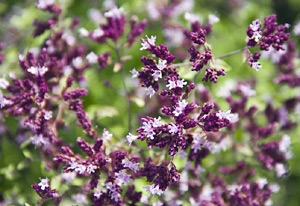 Origanum Essential Oil Research