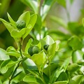 Bitter orange leaves are the source of petitgrain essential oil