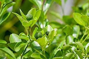 Bitter orange leaves are the source of petitgrain essential oil