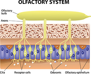 New theories on the sense of smell