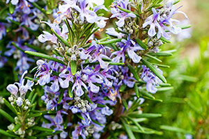 Rosmarinus officinalis