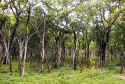 Sandalwood forest