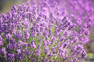 Lavender grown in Tasmania