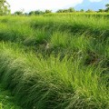 Vetiver grass