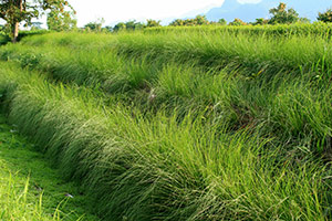 Vetiver grass