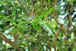 East African Greenheart threatened