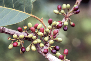 The ripening fruits of May chang (Litsea cubeba)