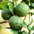 Bergamot essential oil is derived from the fruit