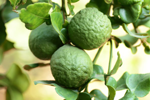 Bergamot essential oil is derived from the fruit