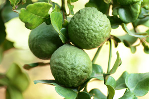 Bergamot Essential Oil – Benefits, Usage & more