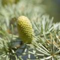 Essential oil profile of cedar atlas