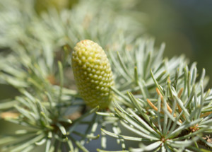 Essential oil profile of cedar atlas