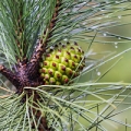 Discover the history and many uses of pine needle essential oil