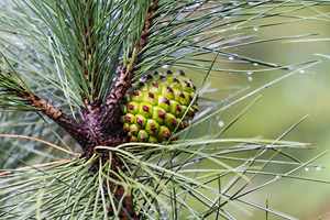 Discover the history and many uses of pine needle essential oil