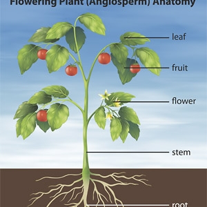 Plant Parts And Essential Oils