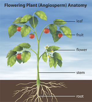 Understanding plant anatomy helps to understand essential oils