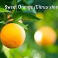 Essential oil profile of sweet orange