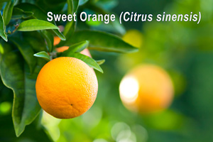 Sweet Orange Essential Oil