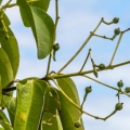 Unripe clove buds on the tree branch