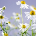 Chamomile German essential oil profile