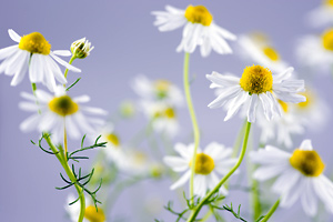 Chamomile German essential oil profile