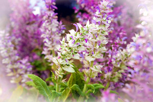 Essential oil of clary sage in aromatherapy