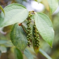 Unripe black peppers