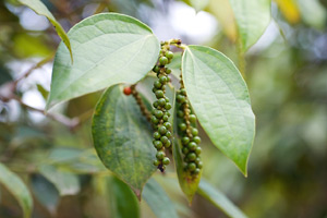 Unripe black peppers