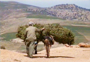 Transporting rosemary by donkey to the still