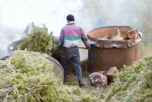 Charging the still with rosemary leaves