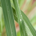 Citronella grass growing wild