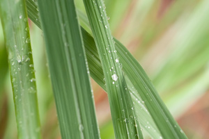 Citronella grass growing wild