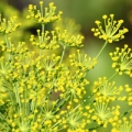 Sweet fennel (Foeniculum vulgare)