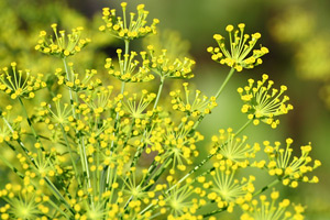 Sweet fennel (Foeniculum vulgare)