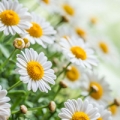 Essential oil profile of Roman Chamomile