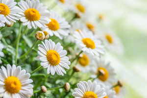 Essential oil profile of Roman Chamomile