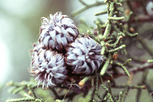 Juvenile berries