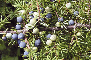 Ripe and intermediate juniper berries