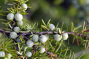 Intermediate stage juniper berries