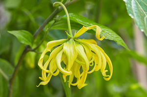 Ylang ylang essential oil slows the heart rate