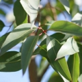 Lemon eucalyptus essential oil profile