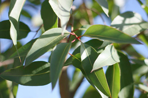 Lemon eucalyptus essential oil profile