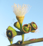 Fruit capsule of Eucalyptus just opening