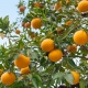Bitter orange essential oil is derived from the peel of the fruits