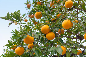 Bitter orange tree