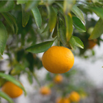 Bitter orange leaves also contain essential oil